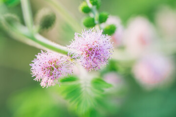 Beautiful wile flower in sunlight.
