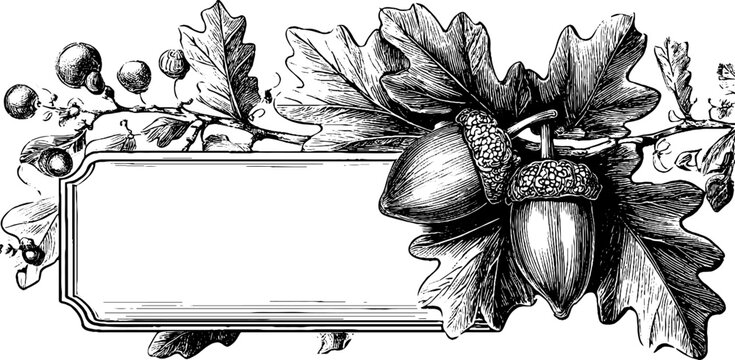 Vintage acorn and oak leaf engraving with blank label for design and decoration