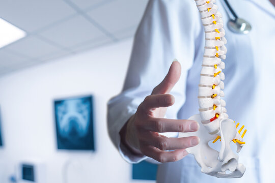 Detailed view of a doctor explaining spinal anatomy carefully.