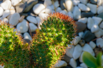 Closeup of green cactus with sharp spines and red tips growing among decorative white stones in sunlight