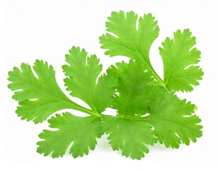 Fresh green cilantro leaves on a clean white background, a vibrant herb for cooking.