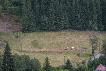 Small herd of cows lying on a meadow with a forest in the background.
