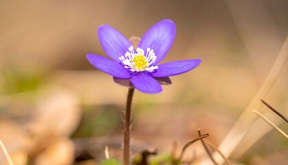 A delicate purple wildflower with a yellow center blooms in a soft focus natural setting.
