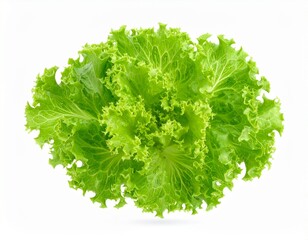 Obraz premium Vibrant green lettuce fronds create a fresh, healthy backdrop for culinary inspiration.
