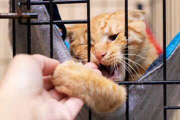 An Adorable Playful Cat Reaching Playfully Through Cage Bars