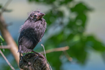 Fledgling common grackle perched on an exposed root.