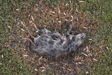 Dead mouse on green moss with grain remnants around it – top view.

