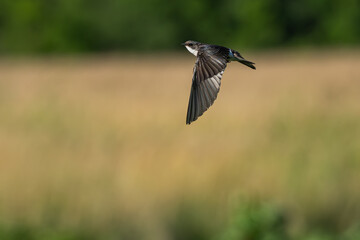 Tree swallow in flight over a field.