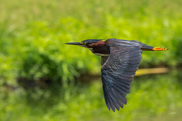 Closeup of a green heron in flight over a pond.