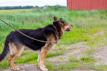 A Leashed Dog Enjoying a Beautiful Scenic Rural Setting and Landscape