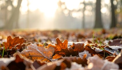 Fallen oak leaves, touched by frost, blanket the ground with a soft, golden light