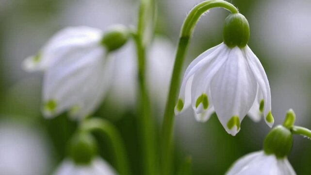 Detailed Botanical Examination of Spring Snowflake Flowers (Leucojum Vernum) with Selective Focus on Petals and Stamens