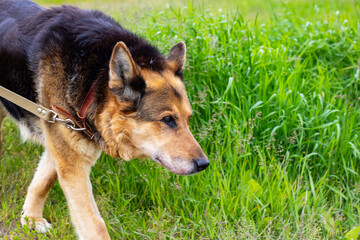 A CloseUp View of a Dog Happily Walking in a Lush Green Field
