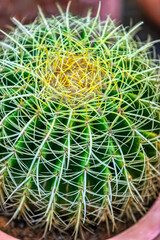 cactus flowers in a ceramic pot, green with thorns, outdoors in the garden
