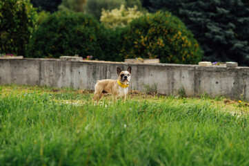 Obraz premium Adorable French Bulldog with Different Colored Eyes Playing Outdoor