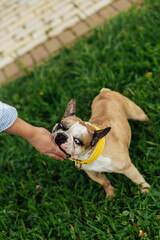 Adorable French Bulldog with Different Colored Eyes Playing Outdoor