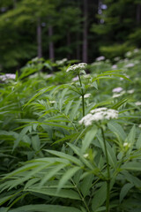 Beautiful white flowers of dogwood with green leaves in the forest.
