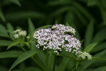 Beautiful white flowers of dogwood with green leaves in the forest.

