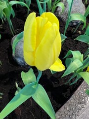 Dutch field with yellow tulips and a blue sky, Beautiful yellow tulips, Spring blossoming yellow tulips, bokeh flower background, pastel and soft floral card, selective focus.
