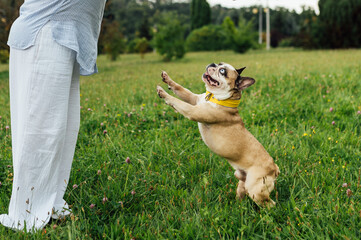 Adorable French Bulldog with Different Colored Eyes Playing Outdoor