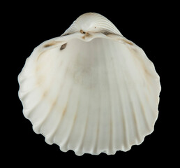 Shells isolated on black background.
