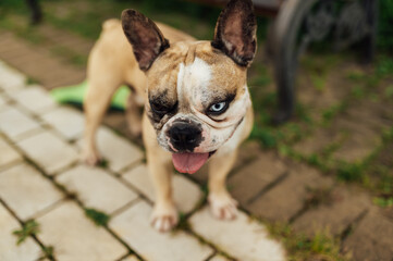 Adorable French Bulldog with Different Colored Eyes Playing Outdoor