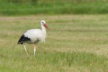White Stork (Ciconia ciconia) – common species in Czech Republic, walking in meadow.