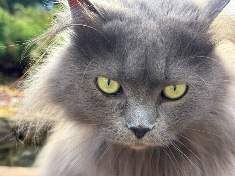 Portrait of cute cat Nebelung 