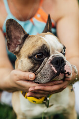 Adorable French Bulldog with Different Colored Eyes Playing Outdoor