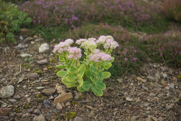 Blühende Fette Henne im späten Sommer, Sedum