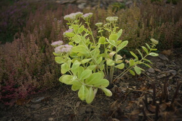 Blühende Fette Henne im späten Sommer, Sedum