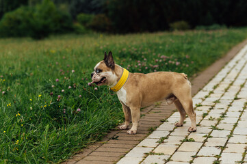 Adorable French Bulldog with Different Colored Eyes Playing Outdoor