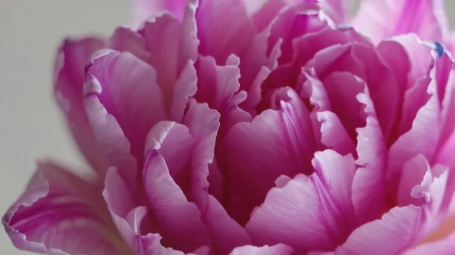 abstract macro graph of the petals of parrot tulip flower, suitable for use as floral banner or abstract floral background design