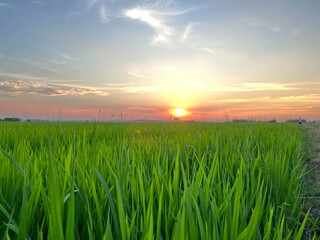 Green farmland and countryside scenery ,  Lush green rice cultivation areas