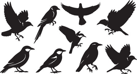 Fototapeta premium Collection of various bird silhouettes