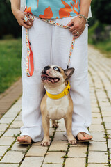 Adorable French Bulldog with Different Colored Eyes Playing Outdoor