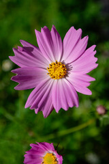 Fototapeta premium Cosmos bipinnatus mexican aster flowering white pink garden plants, group of beauty petal flowers in bloom on green background