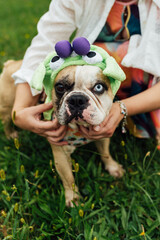 Adorable French Bulldog with Different Colored Eyes Playing Outdoor