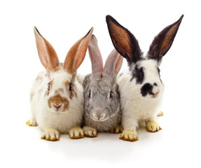 Three little rabbits.