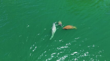 Manatee underwater in Florida. Wild manatee underwater. Manatee in deep underwater. Antillean manatee. Wild life animal in crystal water. Marine life