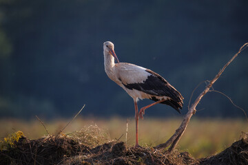 Close-up of an adult White Stork standing on one leg atop a mound of dry grass, looking toward the camera lens on a sunny summer sunset.