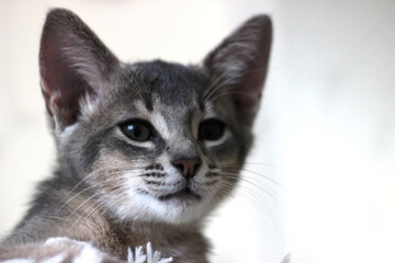 Abyssinian kitten lying on a fluffy blanket on a bed