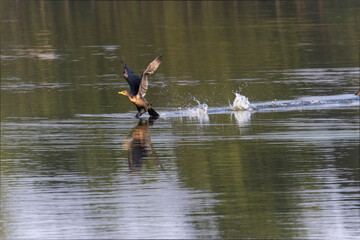 Double Crested Cormorant in Flight