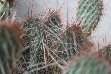 kaktus Opuntia polyacantha 1900m Bandelier National Monument Santa Fe opuncja brązowe kolce