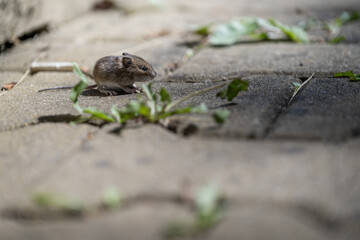 Small grey mouse on interlocking pavement with grass.
