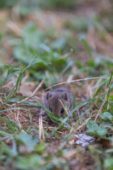 Little mouse peeking through the grass.
