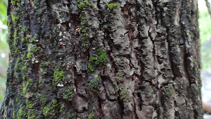 Obraz premium Close-up view of a tree trunk with rough, dark bark covered in vibrant green moss and white lichen.