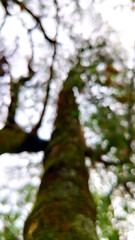 Obraz premium Looking up at a tall tree trunk with blurred green foliage and branches against the sky.