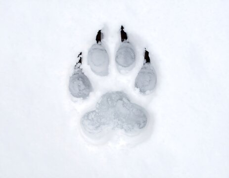 Animal paw print in fresh snow