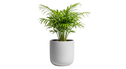Obraz premium A vibrant areca palm in a sleek white pot isolated on transparent background, perfect for adding a touch of nature to any home or office interior with its airpurifying qualities